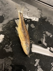 Notropis lutipinnis