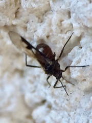 Maculolachnus submacula