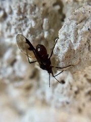 Maculolachnus submacula