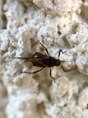 Maculolachnus submacula