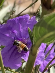 Apis mellifera