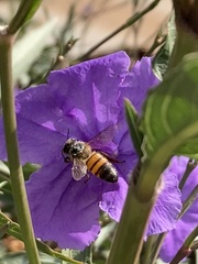 Apis mellifera