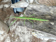 Graeffea crouanii