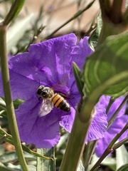 Apis mellifera