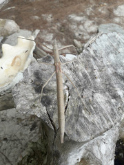 Graeffea crouanii