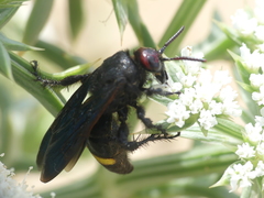 Scolia erythrocephala