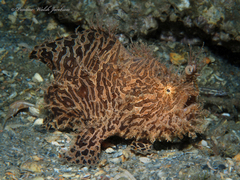 Antennarius scaber