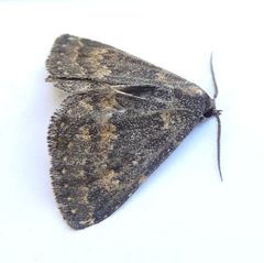 Prosoparia anormalis