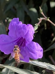 Apis mellifera