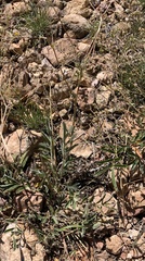 Potentilla crinita