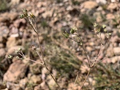Potentilla crinita