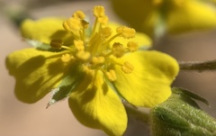 Potentilla crinita