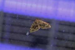 Lampropteryx suffumata