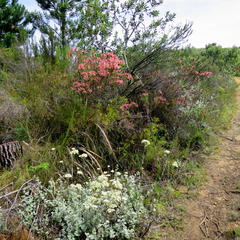 Helichrysum petiolare