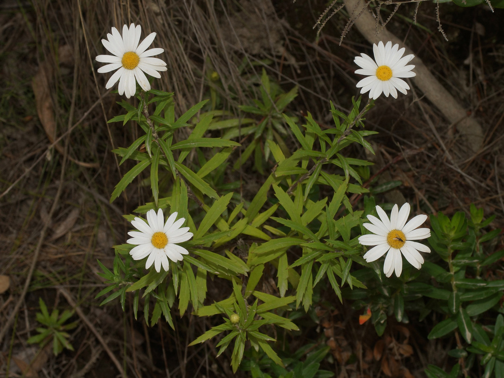 Forest Marguerite