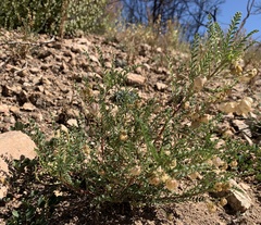 Astragalus wardii