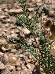 Astragalus wardii