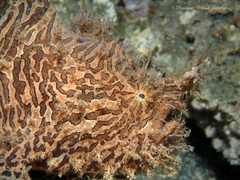Antennarius scaber