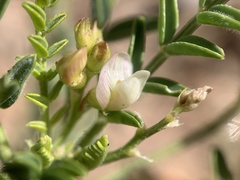 Astragalus wardii