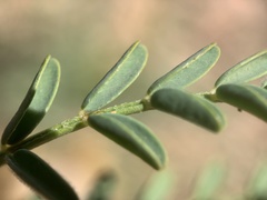 Astragalus wardii