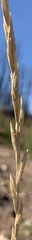 Elymus lanceolatus