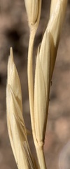 Elymus lanceolatus