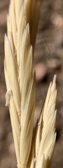 Elymus lanceolatus