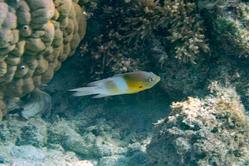 ダンダラスズメダイ