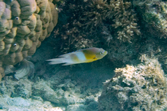 ダンダラスズメダイ