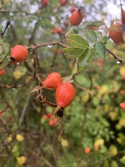Rosa rubiginosa