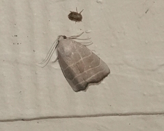 Bagisara rectifascia