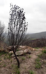 Alatosperma