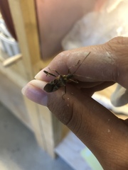 Leptoglossus clypealis