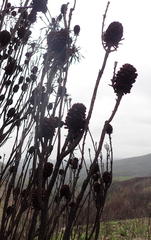 Alatosperma