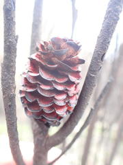 Alatosperma
