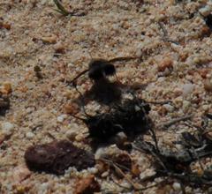 Australoechus megaspilus
