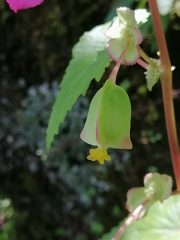 Begonia gracilis