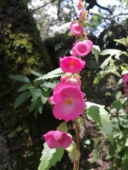 Begonia gracilis