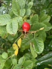 Rosa rubiginosa