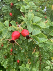 Rosa rubiginosa