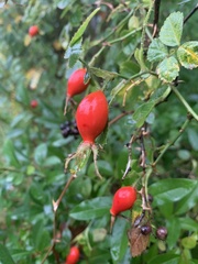 Rosa rubiginosa