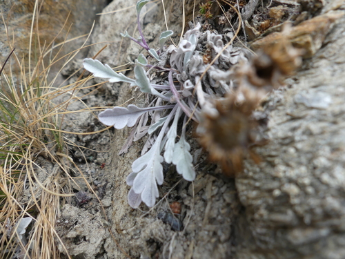 Image of Jacobaea uniflora by (c) Valentin Moser, some rights reserved (CC BY)