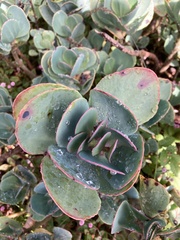 Kalanchoe marmorata