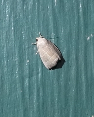 Bagisara rectifascia