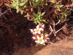 Crassula pruinosa