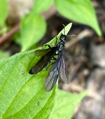 Tetraponera rufonigra