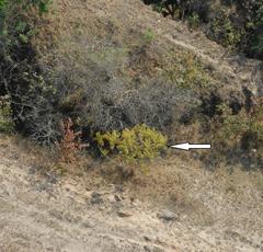 Jacaranda mimosifolia
