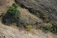 Jacaranda mimosifolia