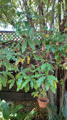 Pittosporum eugenioides