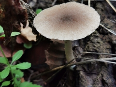 Coprinopsis melanthina